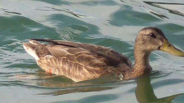 Утки, бакланы, лысуха, чайки. Заканчивается лето смотреть онлайн