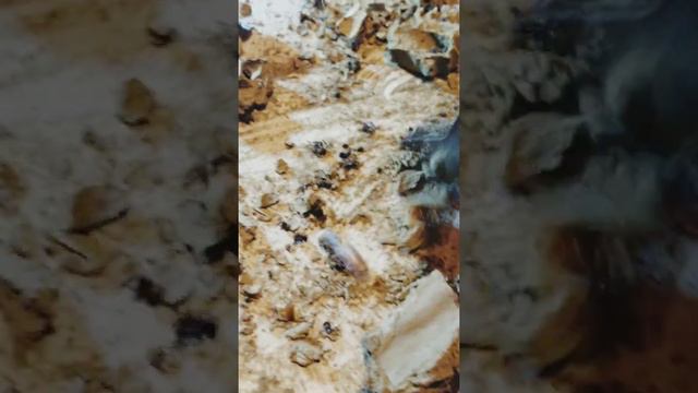 Mud Dauber Nest (HuGe!) On Dirty Magazines! The Balls! смотреть онлайн