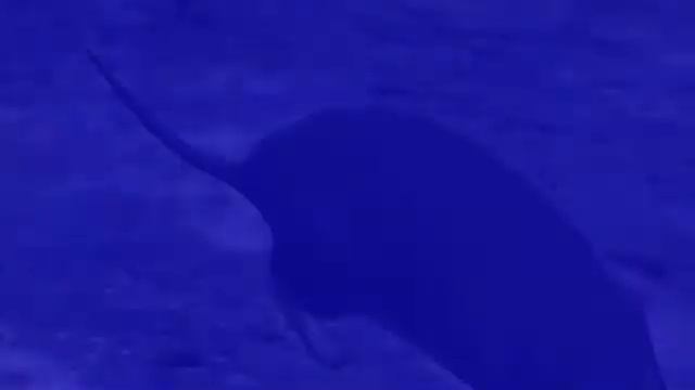 Halo 3 rat смотреть онлайн