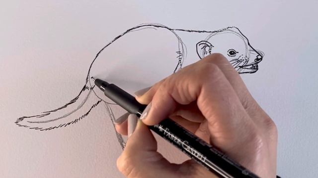 I'm going to draw a REAL Tasmanian Devil - you can too! смотреть онлайн