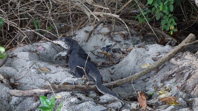 Giant Water Monitor Lizard walks on the beach @ Selingan Turtle Island, Borneo смотреть онлайн