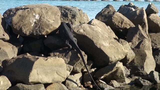 Giant Water Monitor Lizard swim and climb on rocks @ Selingan Turtle Island, Borneo смотреть онлайн
