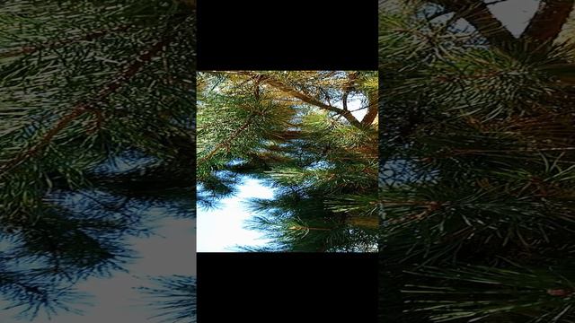 1000013088.mp4 смотреть онлайн