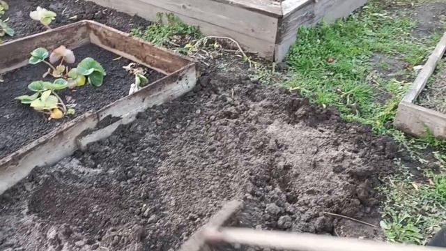 У меня новинки пионов😊 доделали клумбы🌺 подготовили грядку под чеснок 🧄 смотреть онлайн