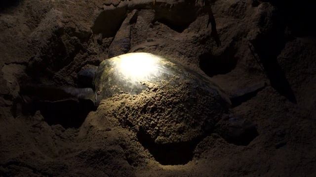Giant Sea Turtle digs eggs into the sand @ Selingan Turtle Island, Borneo смотреть онлайн