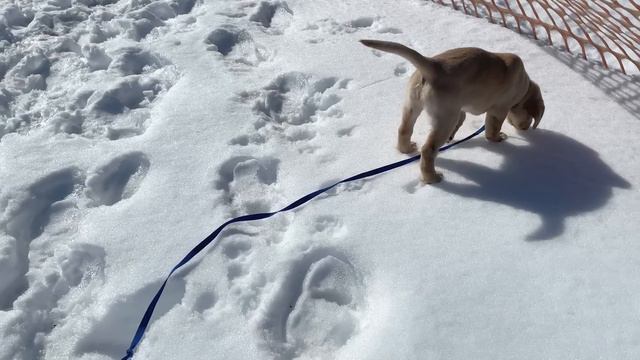 The First Week Of Puppy Training WASN’T What I Expected.. смотреть онлайн