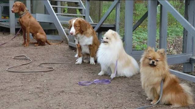 ДТ - 335. Охотники и шпицы - установка на послушание.