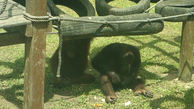 Orangutan nursery (3) @ Sepilok, Borneo 1080 KpMFsV03mM0 смотреть онлайн