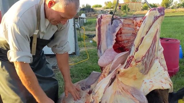 How to Harvest every part of Grass Fed Beef on the Farm! смотреть онлайн