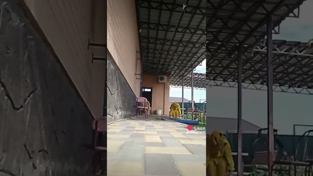 Квадробер Аделька🦊