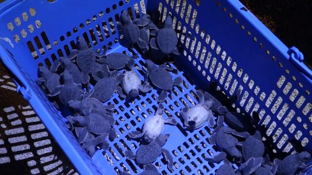 Baby Turtles in the basket @ Selingan Turtle Island, Borneo смотреть онлайн