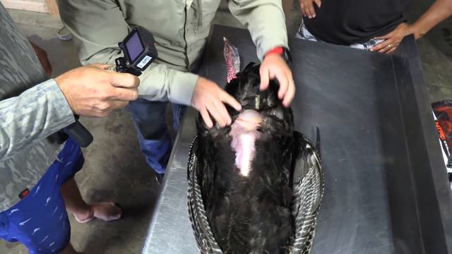 My BIGGEST TURKEY EVER on LAST DAY OF SEASON!!! {Catch Clean Cook} #TheBigRoll смотреть онлайн