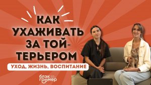 Как ухаживать за той-терьером | груминг длинношерстного той-терьера | порода той-терь