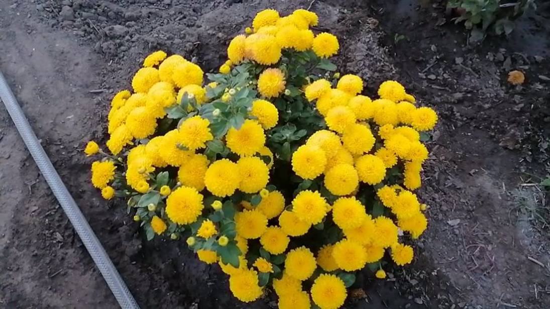 Обзор цветения корейской хризантемы 15 09 24. Часть 1 смотреть онлайн