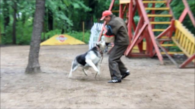 Амалия ПРК ЦВЕО смотреть онлайн