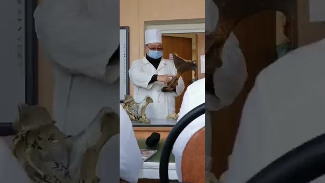 Скелет Поясов