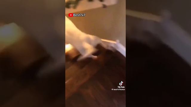 дам вот и собачки смешные смотреть онлайн