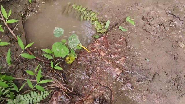 Wow Seru Memancing Ikan Lele Dikolam, Ikan Gabus, Ikan Hias, Kura Kura, Bebek Angsa