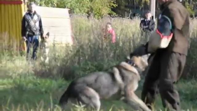 Волк смотреть онлайн