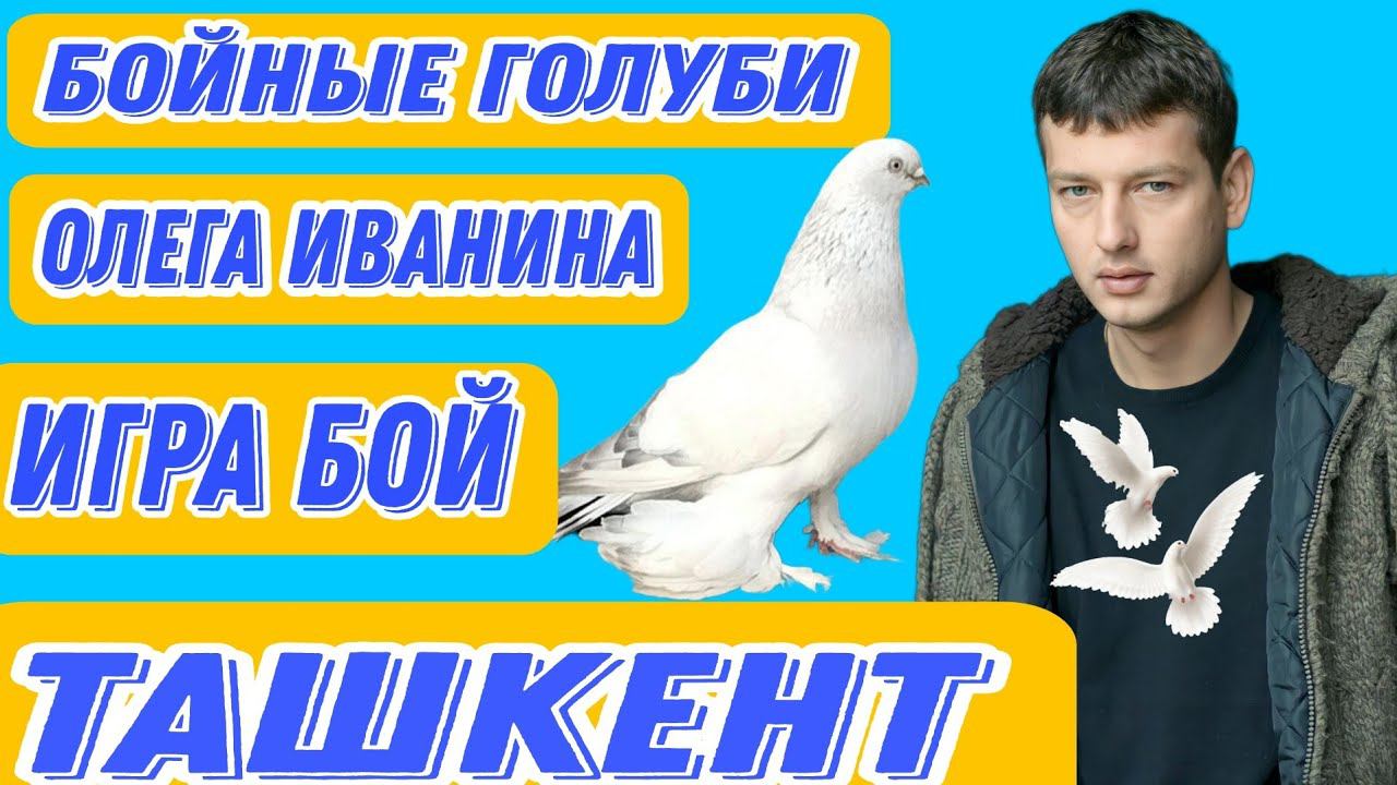Бойные голуби Олега Иванина. Лучшая игра бой голубей. Ташкентский голубевод. ТАШКЕНТ ГОРОД ХЛЕБНЫЙ. смотреть онлайн