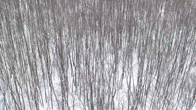 Лесопарк. Харьков смотреть онлайн
