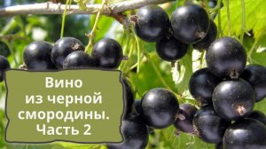 Вино из черной смородины часть 2