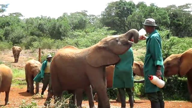 fanten kommen milch смотреть онлайн
