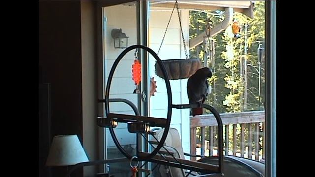 African Grey Parrot " Rocky Talking & Burping" смотреть онлайн