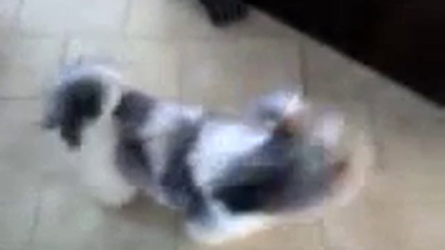 Video Gigi lhasa apso смотреть онлайн