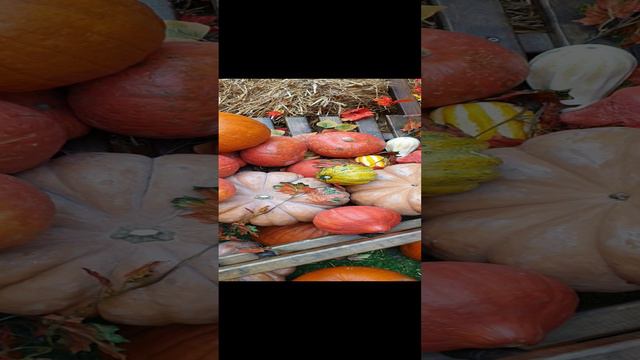 Осенний гум .Куда сходить в Москве там настоящая осень . смотреть онлайн