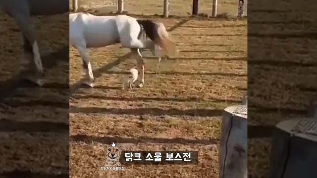 ЗАБАВНЫЕ ЖИВОТНЫЕ смотреть онлайн
