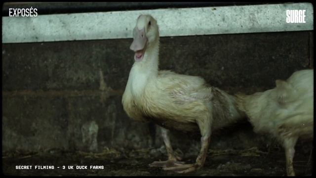 The heartbreaking truth we hide from our children (UK duck farming) смотреть онлайн