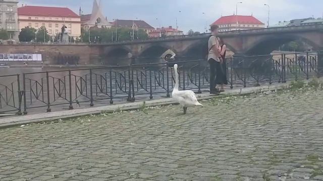 Царь птица - ЛЕБЕДЬ!