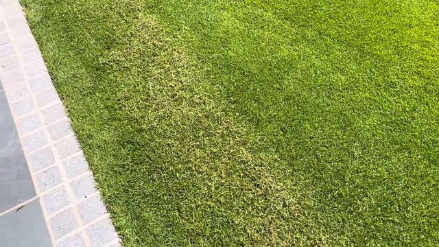 Beaten The Lawn Drought? Now It's Time To Revive It. смотреть онлайн