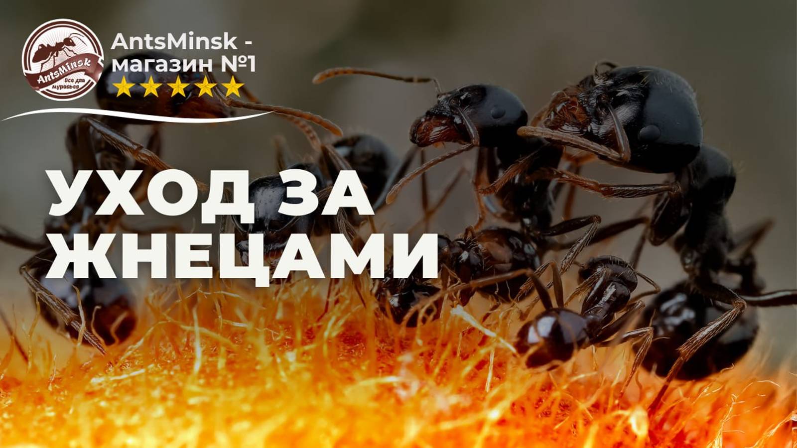 Содержание и уход за Messor Structor (степные муравьи-жнецы) смотреть онлайн