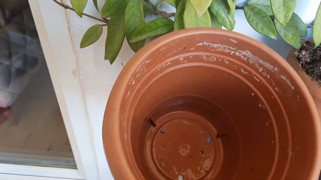 Hoya mum çiçeği nin saksı değişim zamanı смотреть онлайн