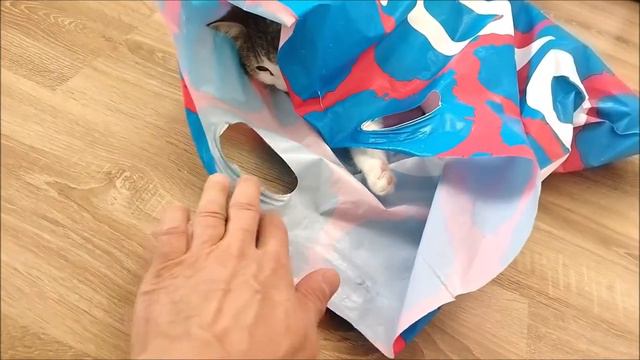 Кот залез в пакет смотреть онлайн