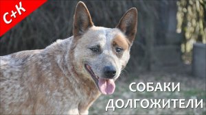 Собаки долгожители - породы.
