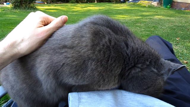 Saying Goodbye to my 21 year old Cat 😭 смотреть онлайн