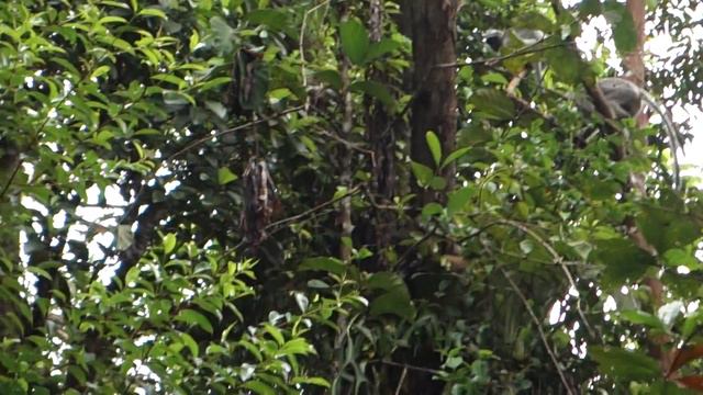 Pack of Silver Leaf Monkeys @ Damai, Borneo смотреть онлайн