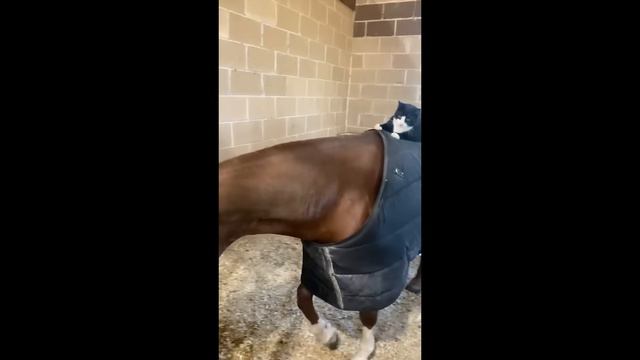 UNUSUAL MEMES COMPILATION V244 смотреть онлайн