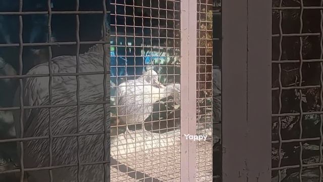 пеликаны смотреть онлайн