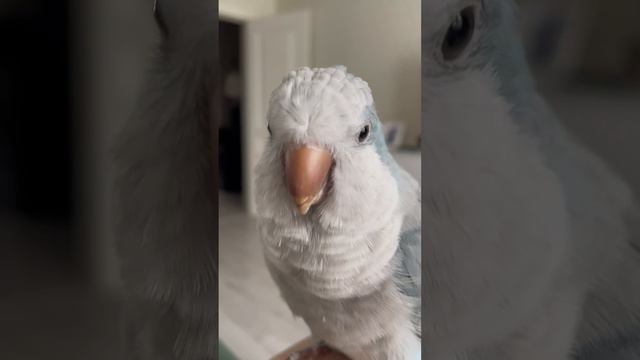 Милая птичка