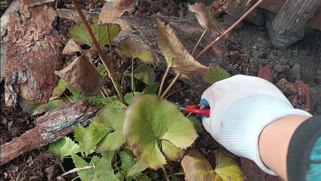 У нас был заморозок❄️ обрезаю, укрываю пионы.уборка на участке. смотреть онлайн