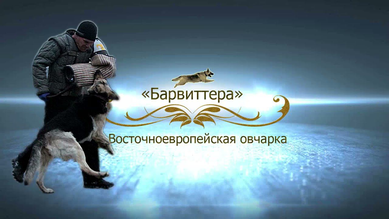 ЩЕНКИ БАРВИТТЕРА помёт смотреть онлайн