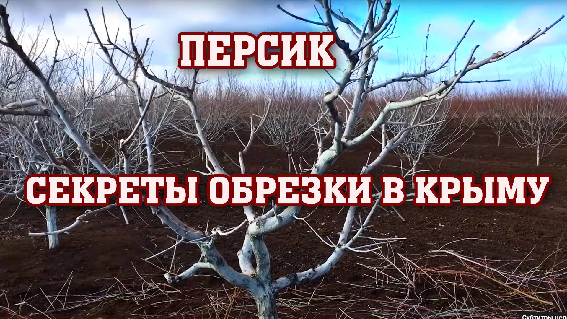 Секреты ОБРЕЗКИ ПЕРСИКА в КРЫМУ ⧸ Основные правила смотреть онлайн