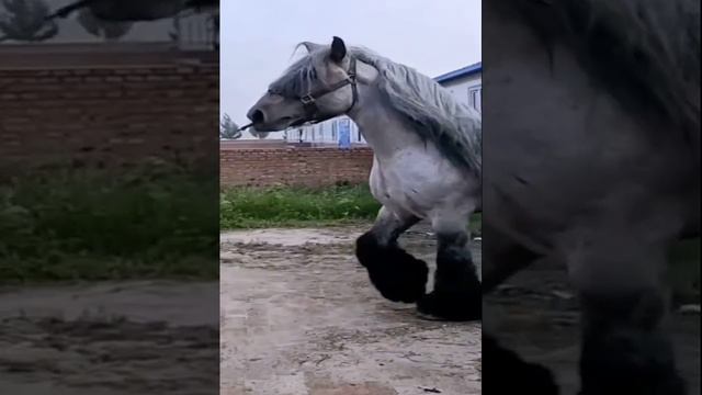 1000088574.mp4Богстырский конь... смотреть онлайн