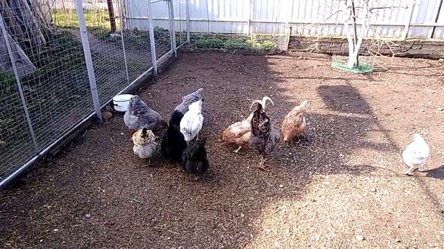 Природные витамины для кур. смотреть онлайн