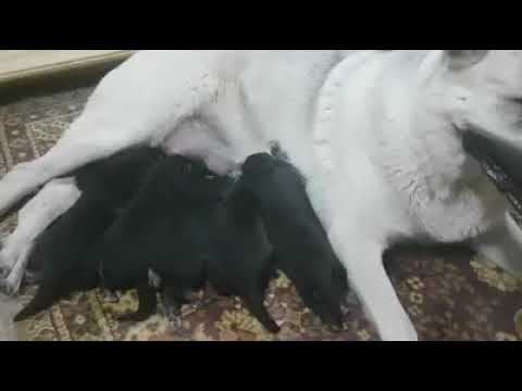 Щенки Лавр и Меги смотреть онлайн