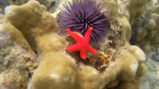 Симпатичная морская звездочка переползает морского ежа (очень медленно) @ Блю Бэй, Маврикий смотреть онлайн